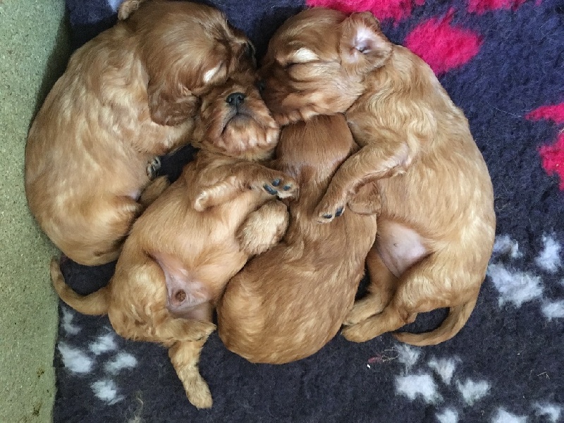 Du Domaine Des Petites Etoiles - Cavalier King Charles Spaniel - Portée née le 06/08/2016