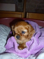 Chiot
