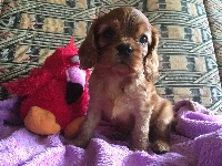 Maestro