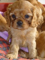 Chiot