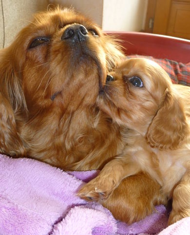 Du Domaine Des Petites Etoiles - Cavalier King Charles Spaniel - Portée née le 04/10/2013